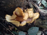 20th Oct 2012 - Fungal delight