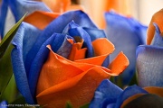 20th Oct 2012 - Yes, I bleed Orange and Blue