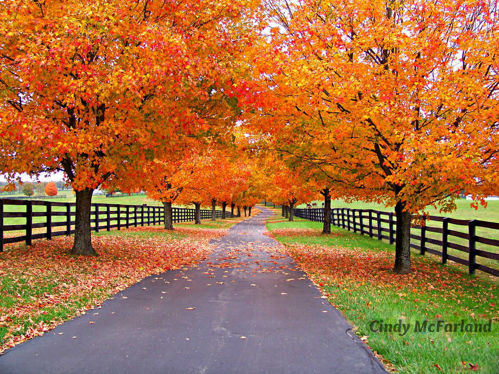 Fall in Kentucky by cindymc