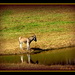 Donkey reflections by vernabeth