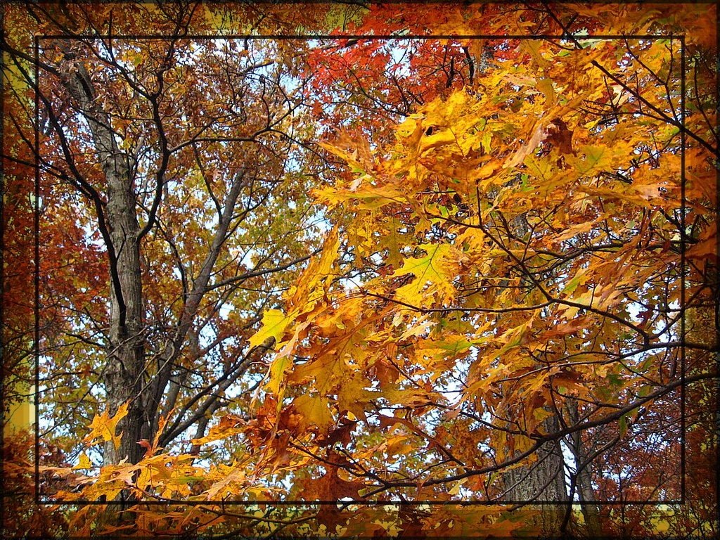 Autumn Glory by olivetreeann