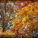 Autumn Glory by olivetreeann
