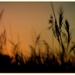 Grasses at dusk by judithdeacon