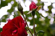 17th Oct 2012 - Last Roses of the season