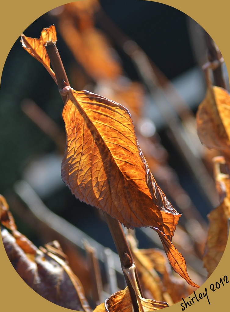 fall leaf by mjmaven