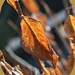 fall leaf by mjmaven