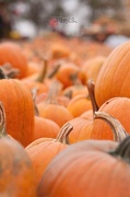 20th Oct 2012 - the great pumpkin....