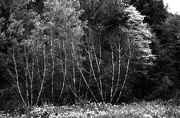 20th Oct 2012 - B/W Birch Trees