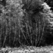 B/W Birch Trees by skipt07