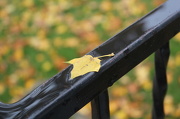 21st Oct 2012 - Leaf perch