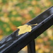Leaf perch by edorreandresen