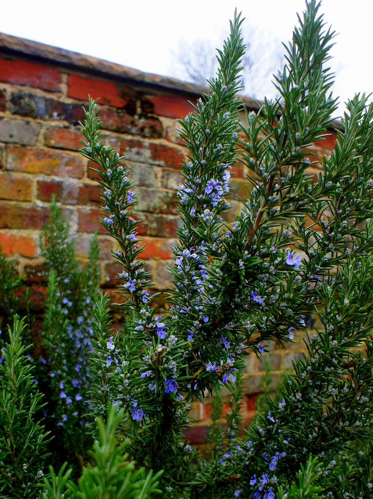 Rosemary in bloom by boxplayer
