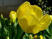 29th Mar 2012 - Raggedy tulip