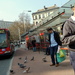 Queuing pigeons by boxplayer