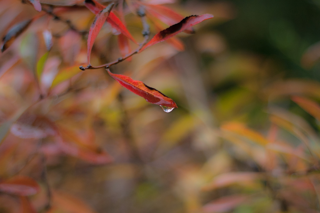 autumn leaf drop by peadar