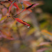 autumn leaf drop by peadar