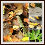 21st Oct 2012 - Pattern - Autumn leaves