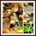 Pattern - Autumn leaves by rosiekind