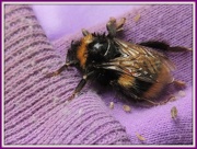 21st Oct 2012 - Dying bee