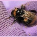 Dying bee by rosiekind