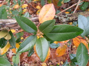 20th Oct 2012 - Rhododendron Bush