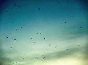 17th Oct 2012 - Pájaros en la cabeza