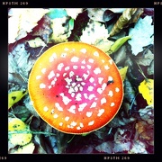 21st Oct 2012 - Fly Agaric