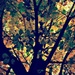 Autumn Colours by rich57