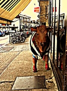 19th Oct 2012 - The Balham Bull