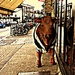 The Balham Bull by emma1231