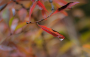 21st Oct 2012 - autumn leaf drop 2