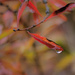 autumn leaf drop 2 by peadar