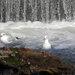 Black headed gulls by oldjosh
