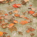 Floating leaves by nicoleterheide