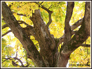 21st Oct 2012 - Tree Bearing Golden Leaves