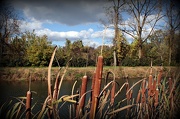 22nd Oct 2012 - Creekside Cattails