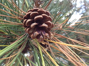 10th Oct 2012 - Pine Cone