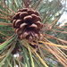 Pine Cone by kdrinkie