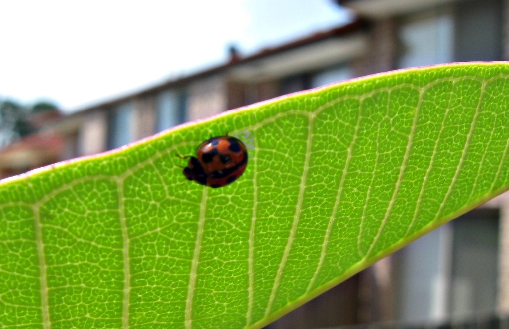 Ladybug by mozette