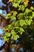 14th Oct 2012 - Leafy greens