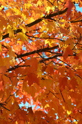 11th Oct 2012 - Fall Leaves