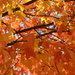 Fall Leaves by kdrinkie