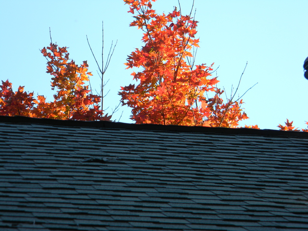 Maple Leaf Tree Behind Roof 10.21.12  by sfeldphotos
