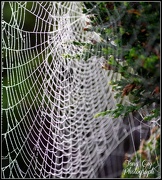22nd Oct 2012 - Webs