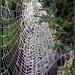 Webs by tonygig