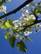 1st Apr 2012 - Blossom