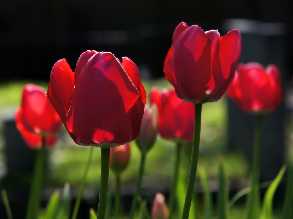 Churchyard tulips by boxplayer