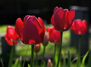 6th Apr 2012 - Churchyard tulips