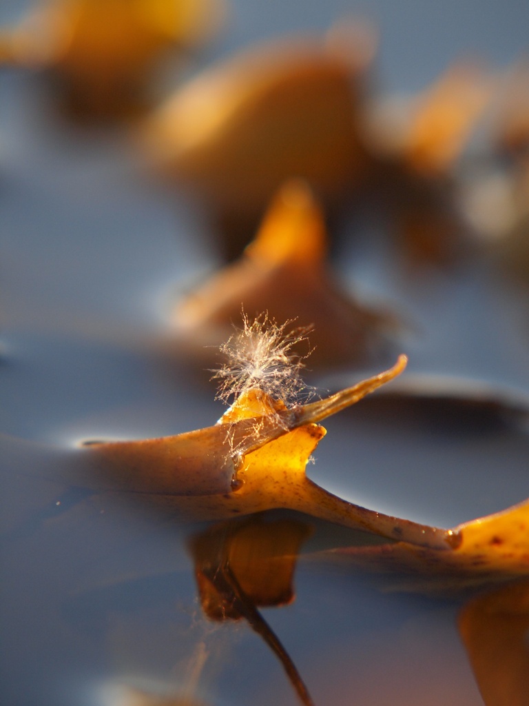 Dandelion of the sea by peterdegraaff