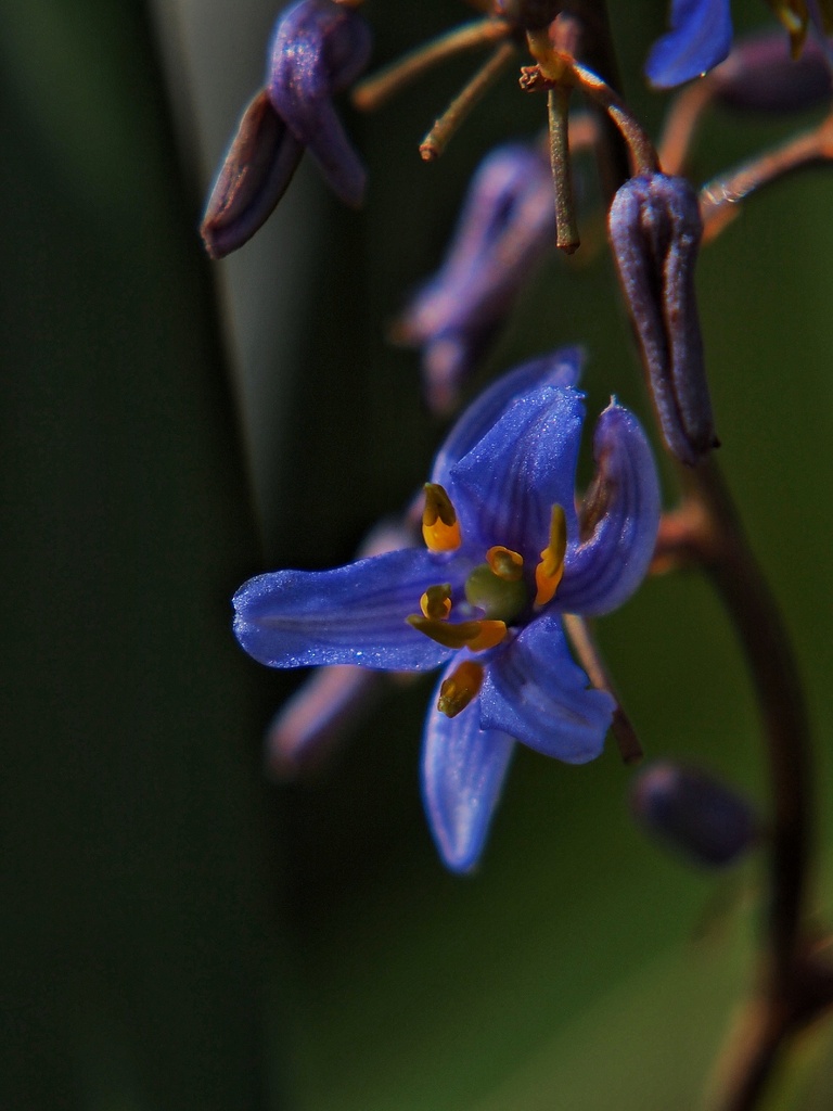 Dianella tasminica by peterdegraaff